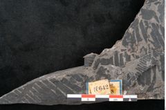 Foto (Detailansicht) von Dioonites permaeformis Schenk (NHMW-GEO-2024-0188-10642)